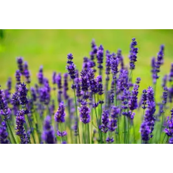   Fresh  Lavender Flower